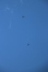 IMG 1482